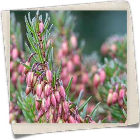 Schneeheide Schneeheide