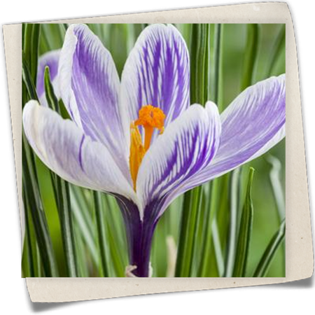 Frühlings-Krokus Frühlings-Krokus