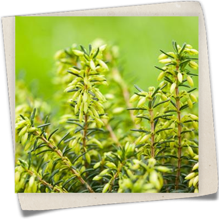 Schneeheide Schneeheide