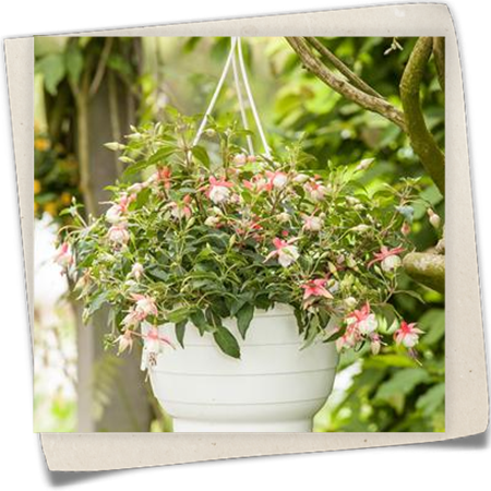 Hängende Fuchsie Hängende Fuchsie