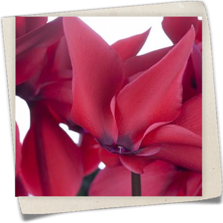 Zimmer-Alpenveilchen 'Halios'® Zimmer-Alpenveilchen 'Halios'®