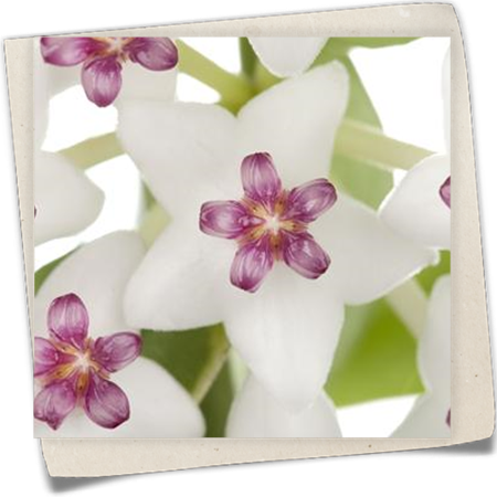 Wachsblume Wachsblume