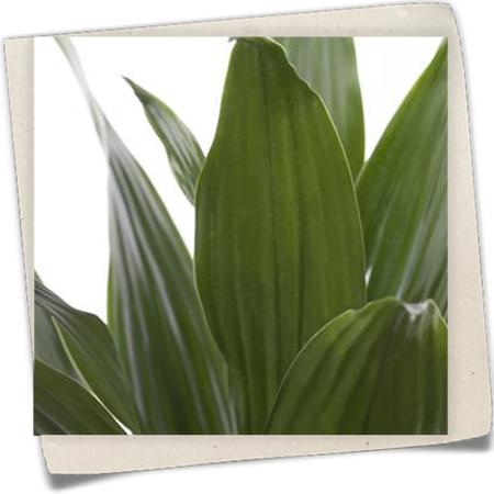 Drachenbaum Drachenbaum