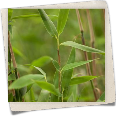 Gartenbambus 'Super Jumbo'(s) Gartenbambus 'Super Jumbo'(s)