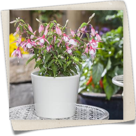 Stehende Fuchsie Stehende Fuchsie