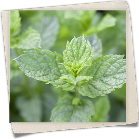 Marokkanische Minze Marokkanische Minze