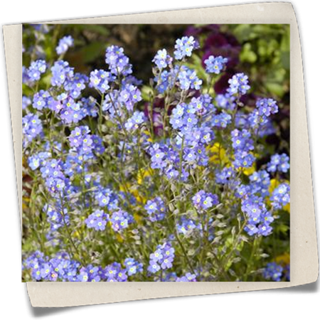 Wald-Vergissmeinnicht 'Compindi'® Wald-Vergissmeinnicht 'Compindi'®