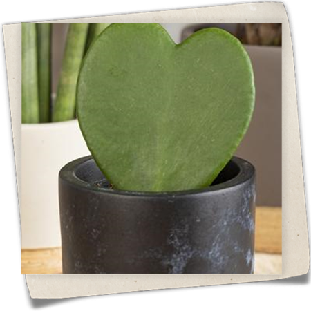 Herzblatt-Pflanze Herzblatt-Pflanze