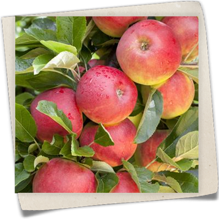 Apfel 'Elstar' Apfel 'Elstar'