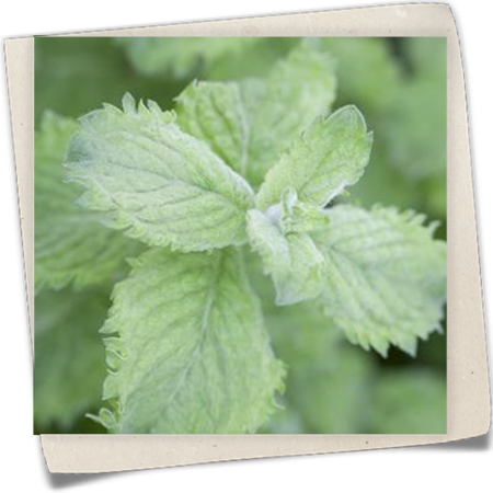 Mojito-Minze Mojito-Minze