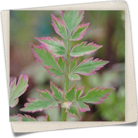 Röhringe Wasserfenchel Röhringe Wasserfenchel