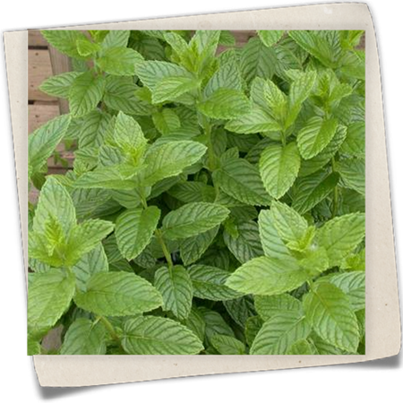 Kaugummmiminze Kaugummmiminze