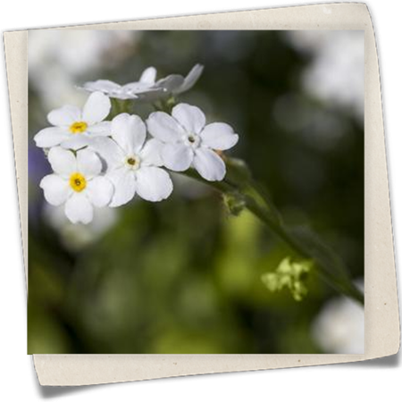 Wald-Vergissmeinnich 'Snowsylva' Wald-Vergissmeinnich 'Snowsylva'