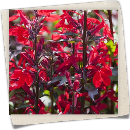 Lobelie 'Starship Scarlet' Lobelie 'Starship Scarlet'