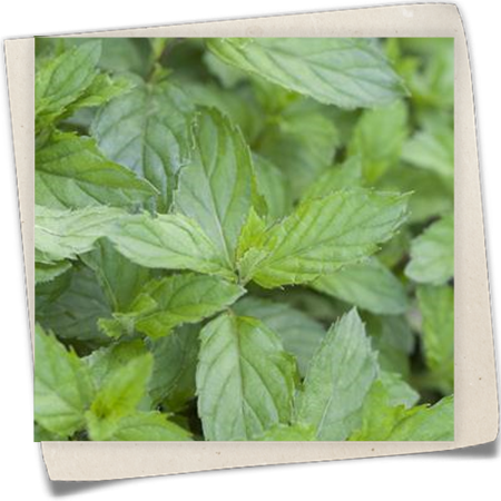 Schweizerische Garten-Minze Schweizerische Garten-Minze