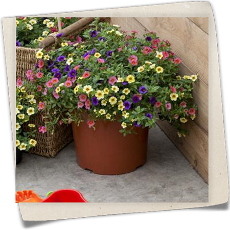 Calibrachoa Calibrachoa