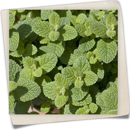 Apfelminze Apfelminze