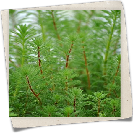 Quirlblättriges Tausendblatt Quirlblättriges Tausendblatt