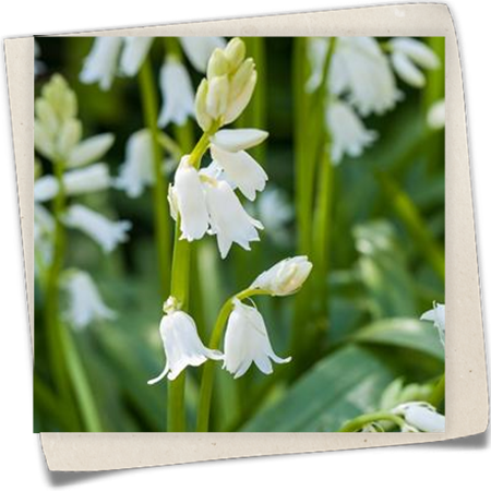 Spanisches Hasenglöckchen Spanisches Hasenglöckchen