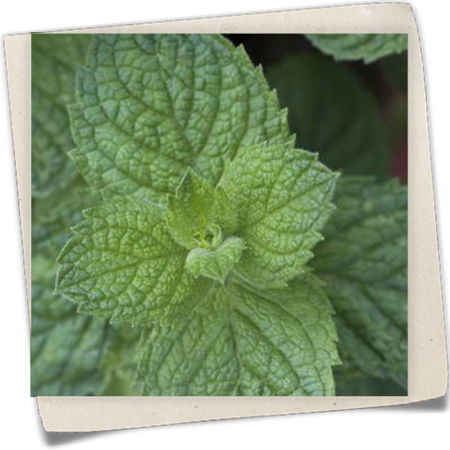 Apfel-Minze Apfel-Minze