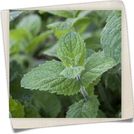 Grapefruit-Minze Grapefruit-Minze