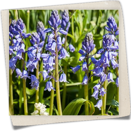 Spanisches Hasenglöckchen Spanisches Hasenglöckchen