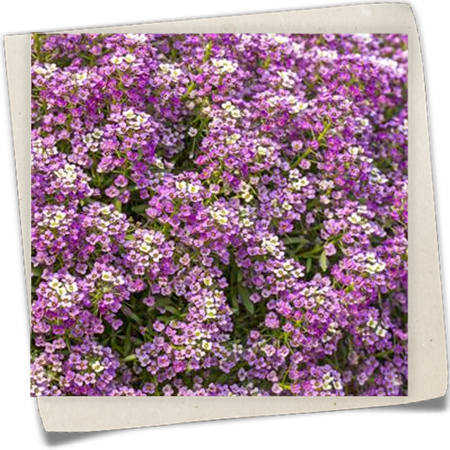 Duftsteinrich 'Yolo' Duftsteinrich 'Yolo'