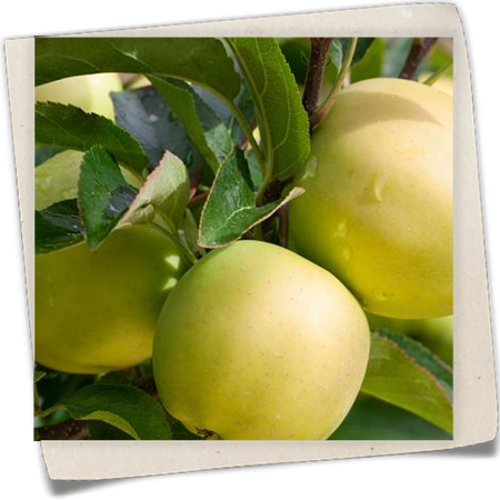 Apfel 'Golden Delicious' Apfel 'Golden Delicious'