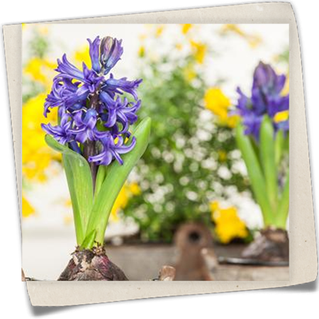 Garten-Hyazinthe Garten-Hyazinthe