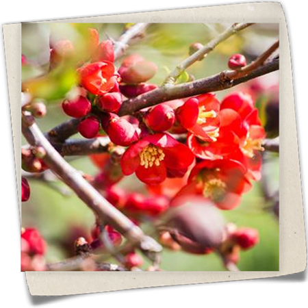 Niedrige Scheinquitte Niedrige Scheinquitte