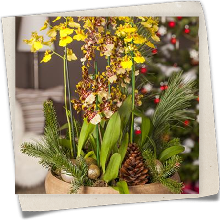 Oncidium Oncidium