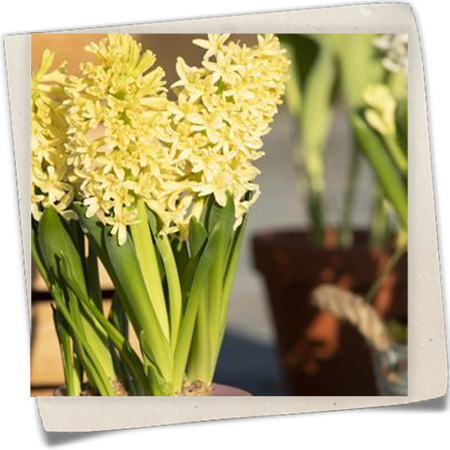 Hyazinthe 'Gipsy Princess' Hyazinthe 'Gipsy Princess'