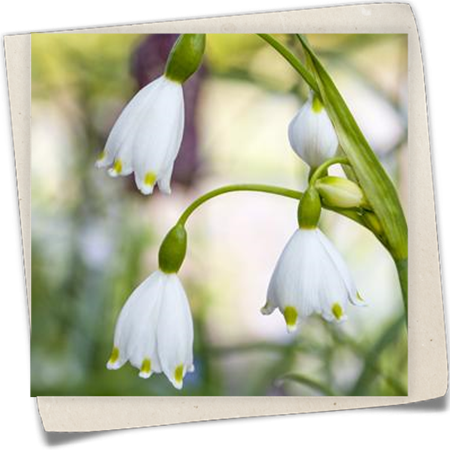 Sommer-Knotenblume 'Gravety Giant' Sommer-Knotenblume 'Gravety Giant'