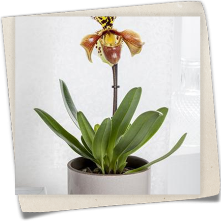 Frauenschuh Frauenschuh