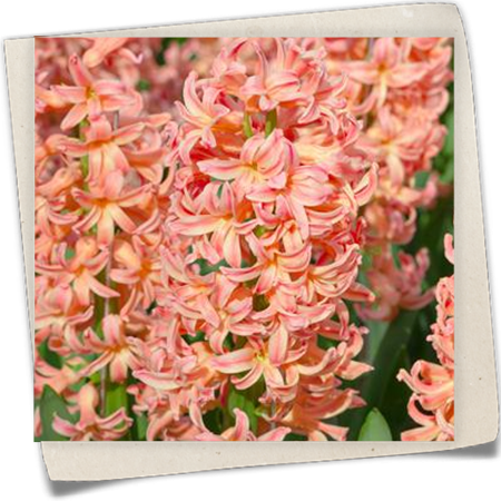 Hyazinthe 'Gipsy Queen' Hyazinthe 'Gipsy Queen'