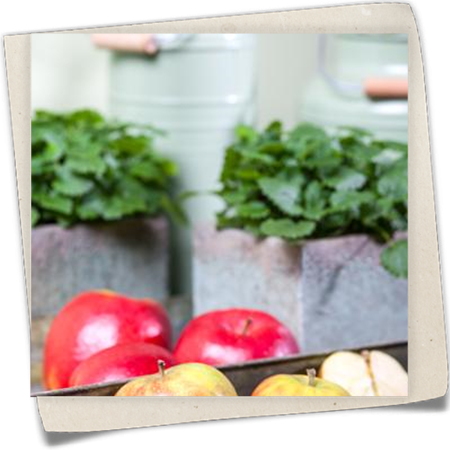 Herbstapfel 'Holsteiner Cox'  Herbstapfel 'Holsteiner Cox'