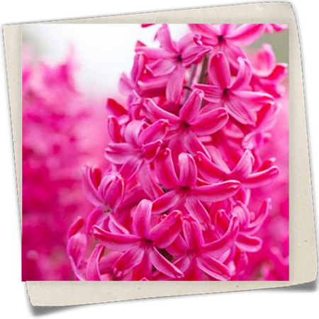 Hyazinthe 'Jan Bos' Hyazinthe 'Jan Bos'