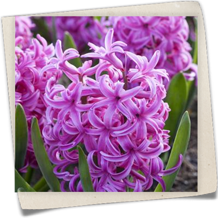 Hyazinthe 'Pink Pearl' Hyazinthe 'Pink Pearl'