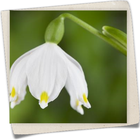 Frühlings-Knotenblume Frühlings-Knotenblume