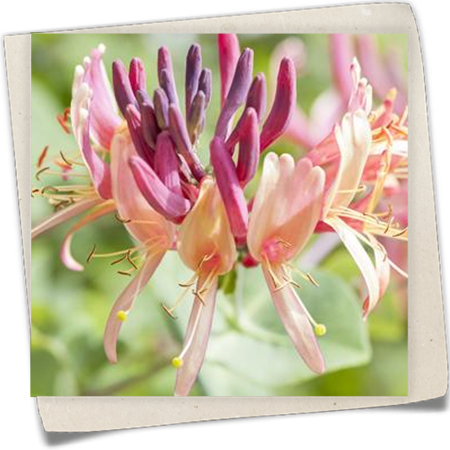 Jelängerjelieber Jelängerjelieber