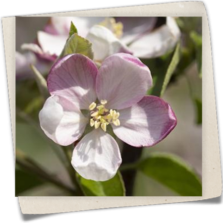 Apfel 'Ingrid Marie' Apfel 'Ingrid Marie'