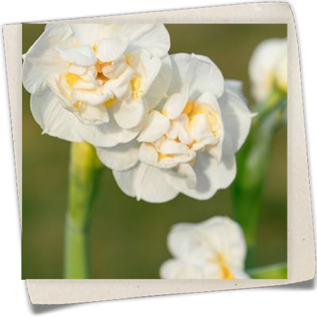 Narzisse 'Bridal Crown' Narzisse 'Bridal Crown'