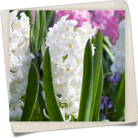 Hyazinthe 'Polar Giant' Hyazinthe 'Polar Giant'