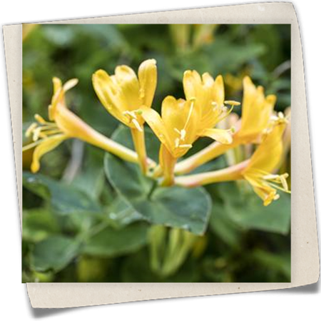 Feuer-Geißschlinge Feuer-Geißschlinge