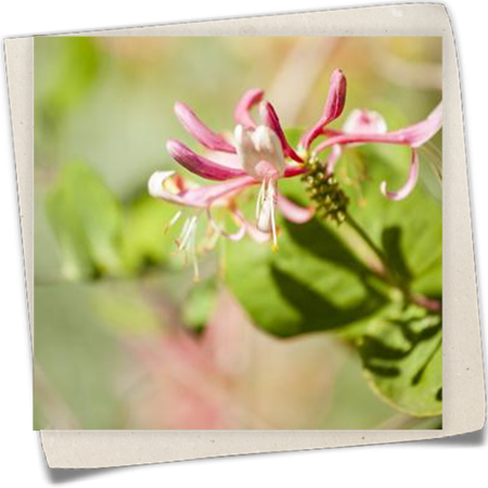 Geißschlinge 'Goldflame' Geißschlinge 'Goldflame'