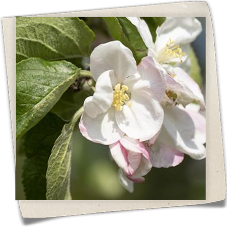 Herbstapfel 'Jakob Lebel' Herbstapfel 'Jakob Lebel'