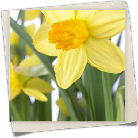 Alpenveilchenartige Garten-Narzisse 'Jetfire' Alpenveilchenartige Garten-Narzisse 'Jetfire'