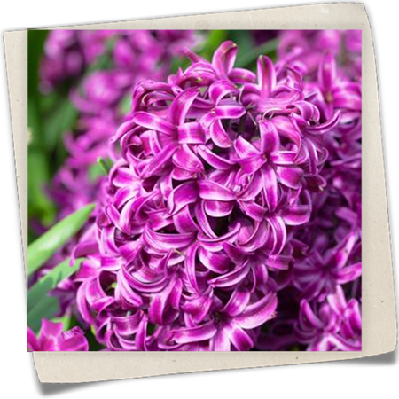 Hyazinthe 'Purple Sensation' Hyazinthe 'Purple Sensation'