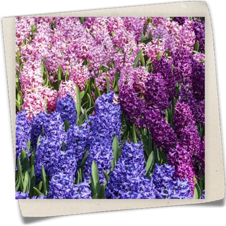 Hyazinthe 'Trikolore' Hyazinthe 'Trikolore'