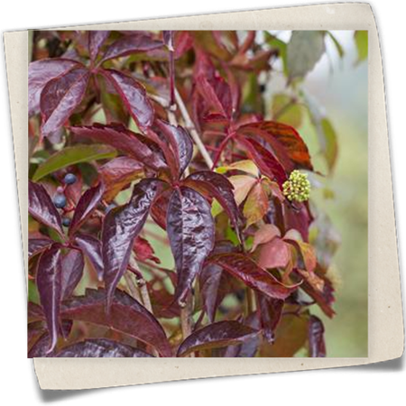 Wilder Wein Wilder Wein